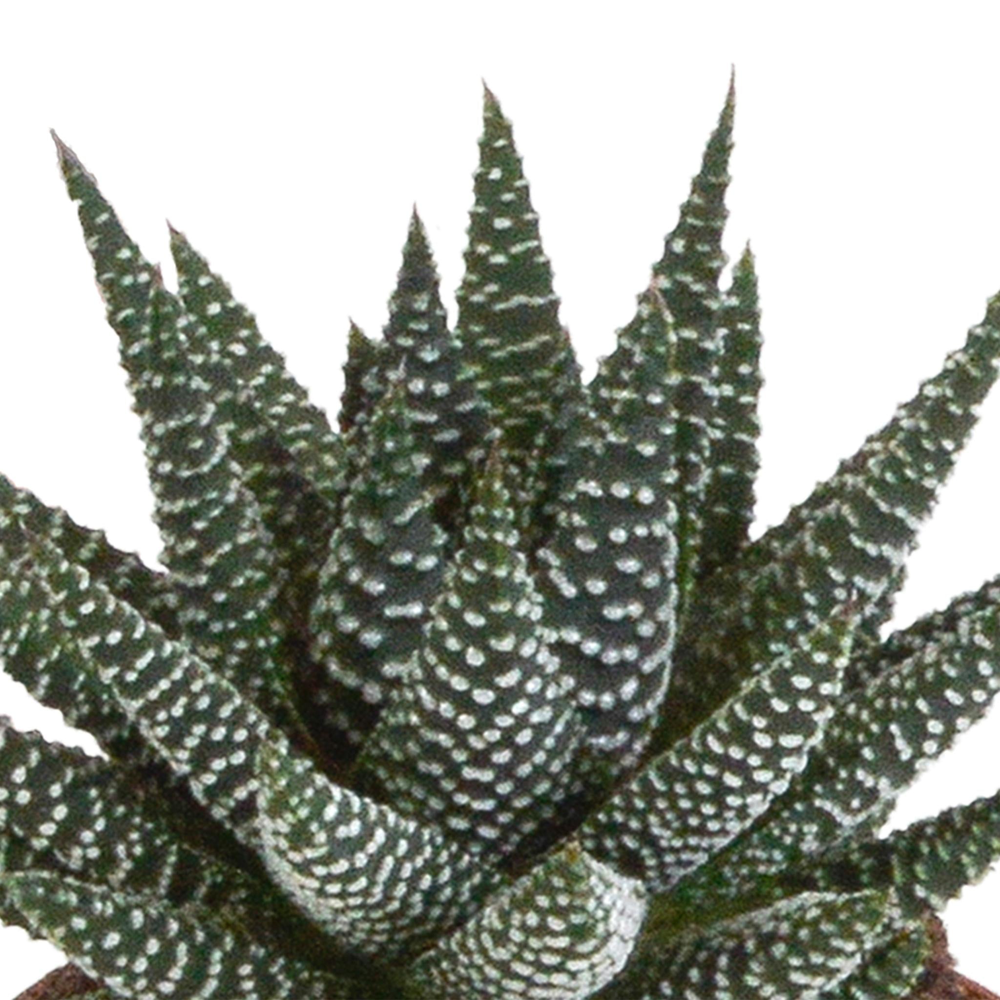 Gasteria/Haworthia mix 8,5cm - 3x - in witte pot