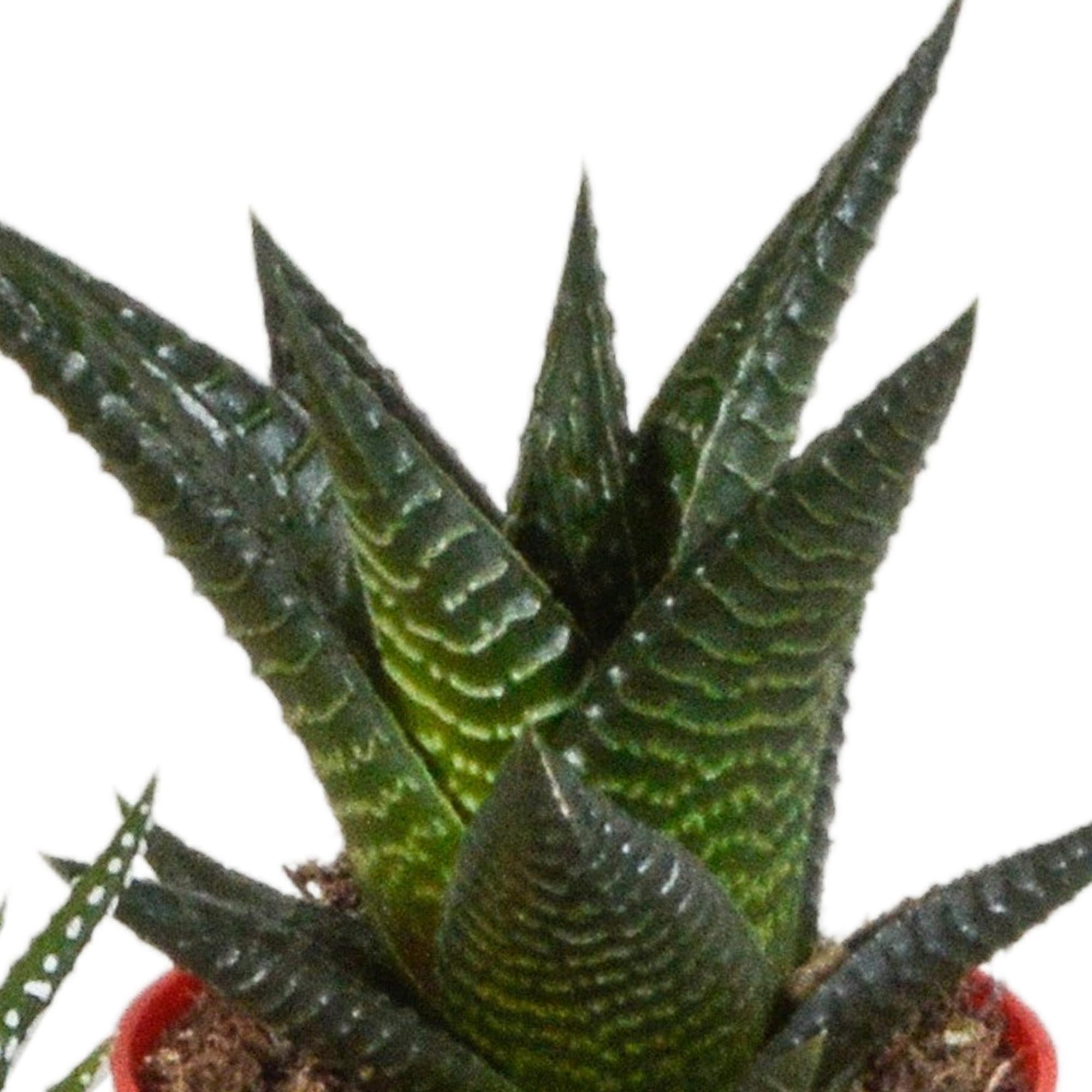 Gasteria/Haworthia mix 5,5cm - 5x - in hout plastic pot