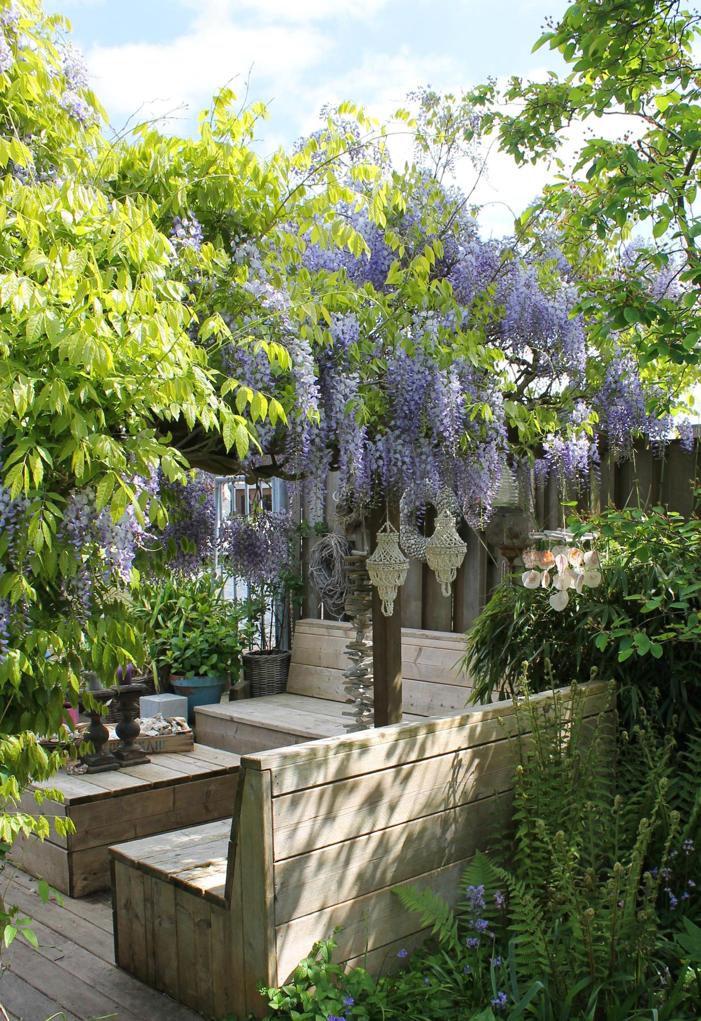 Wisteria sinensis Caroline - Paarse Regen