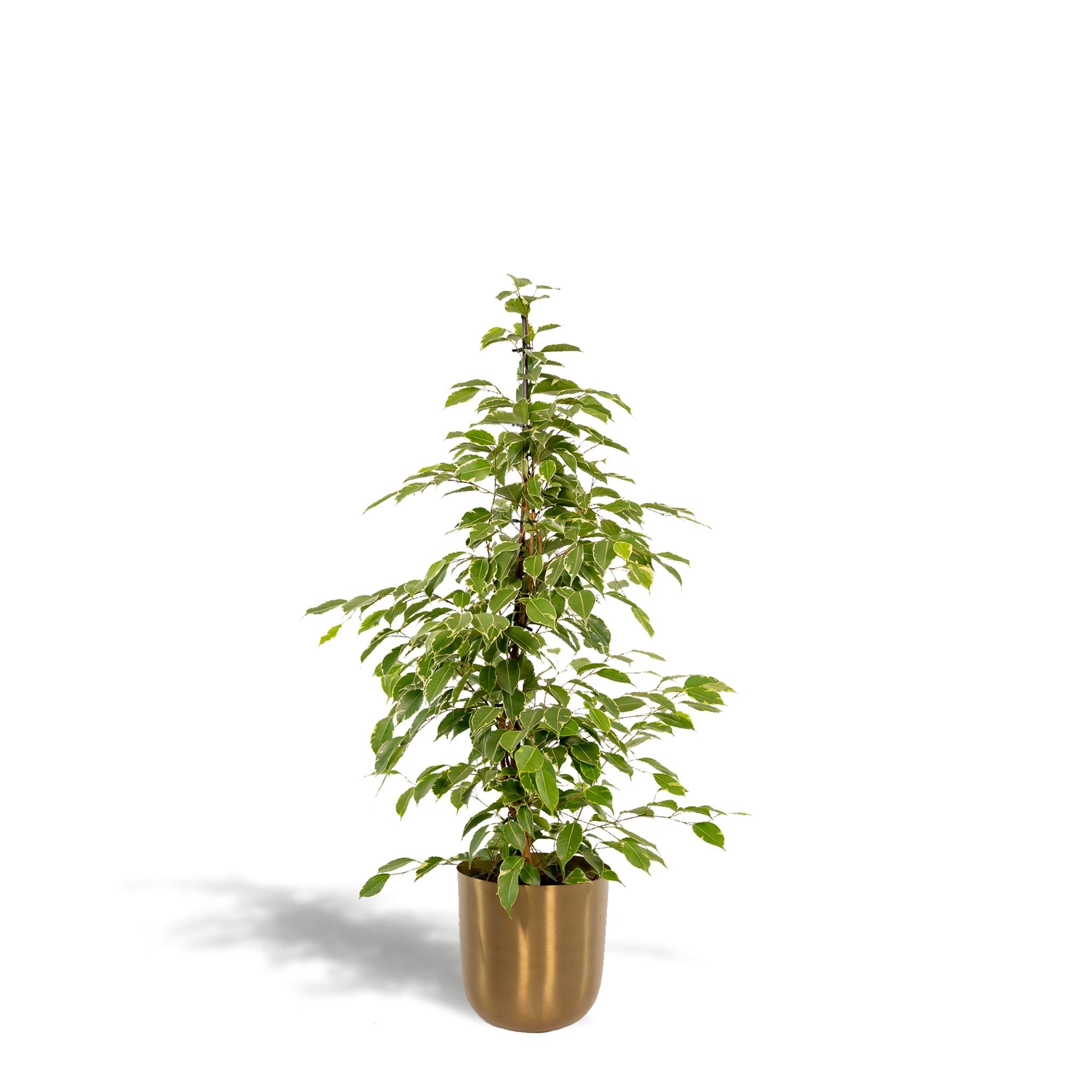 Ficus benjamina Goldenking - Ø21cm - ↕95cm + Pot Mayk Goud