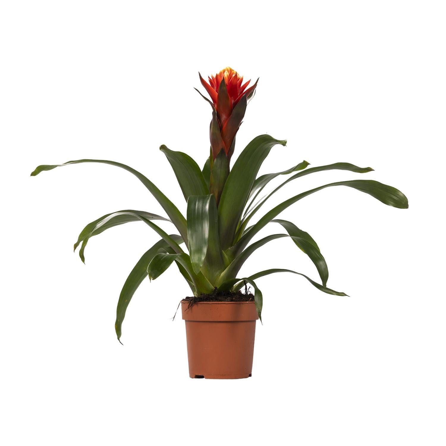 Guzmania Geluk - Ø12 ↕45