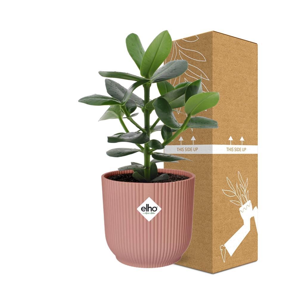 Clusia Princess in ELHO Vibes Fold 14cm roze