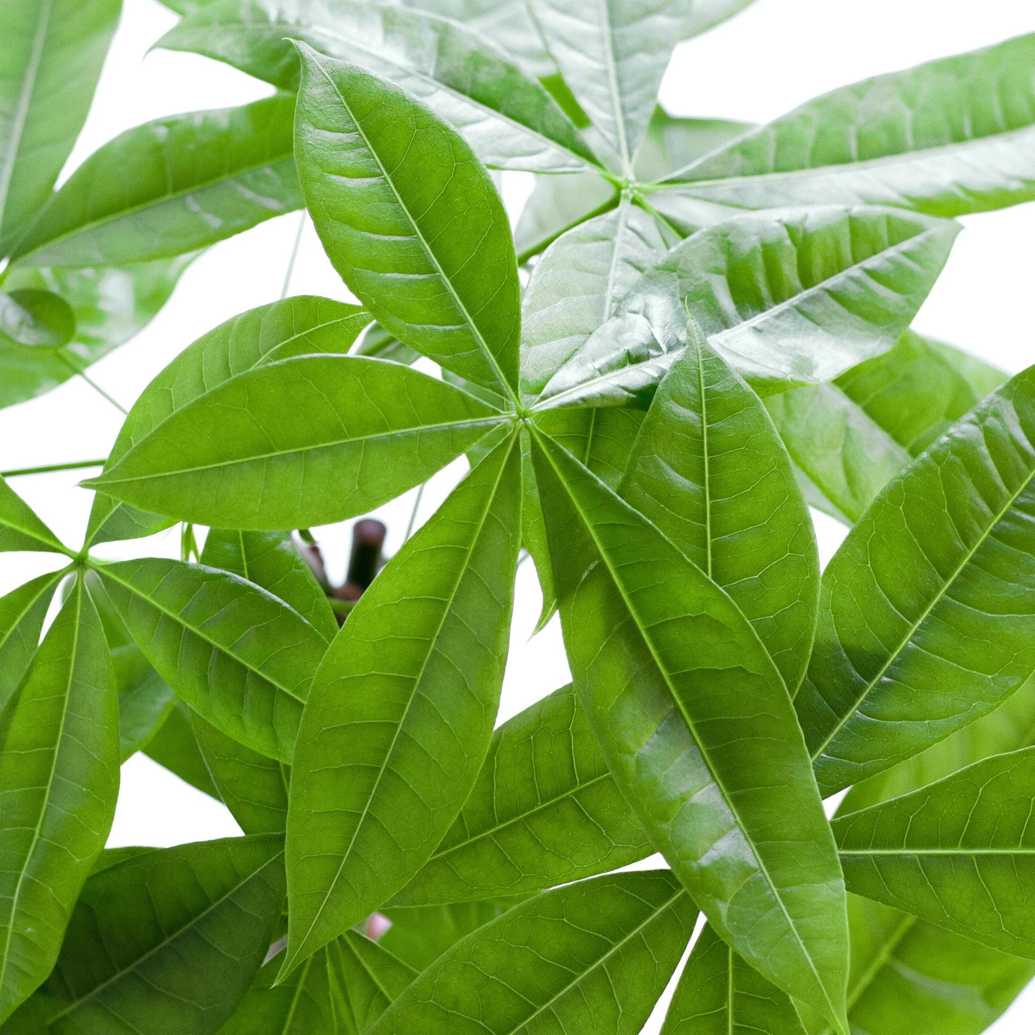 Pachira Aquatica mit Viber weiß - 80cm - Ø21