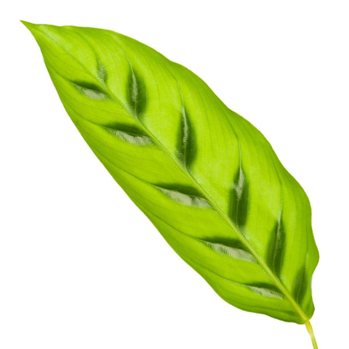 Calathea Leopardina - 40 cm - Ø12 cm