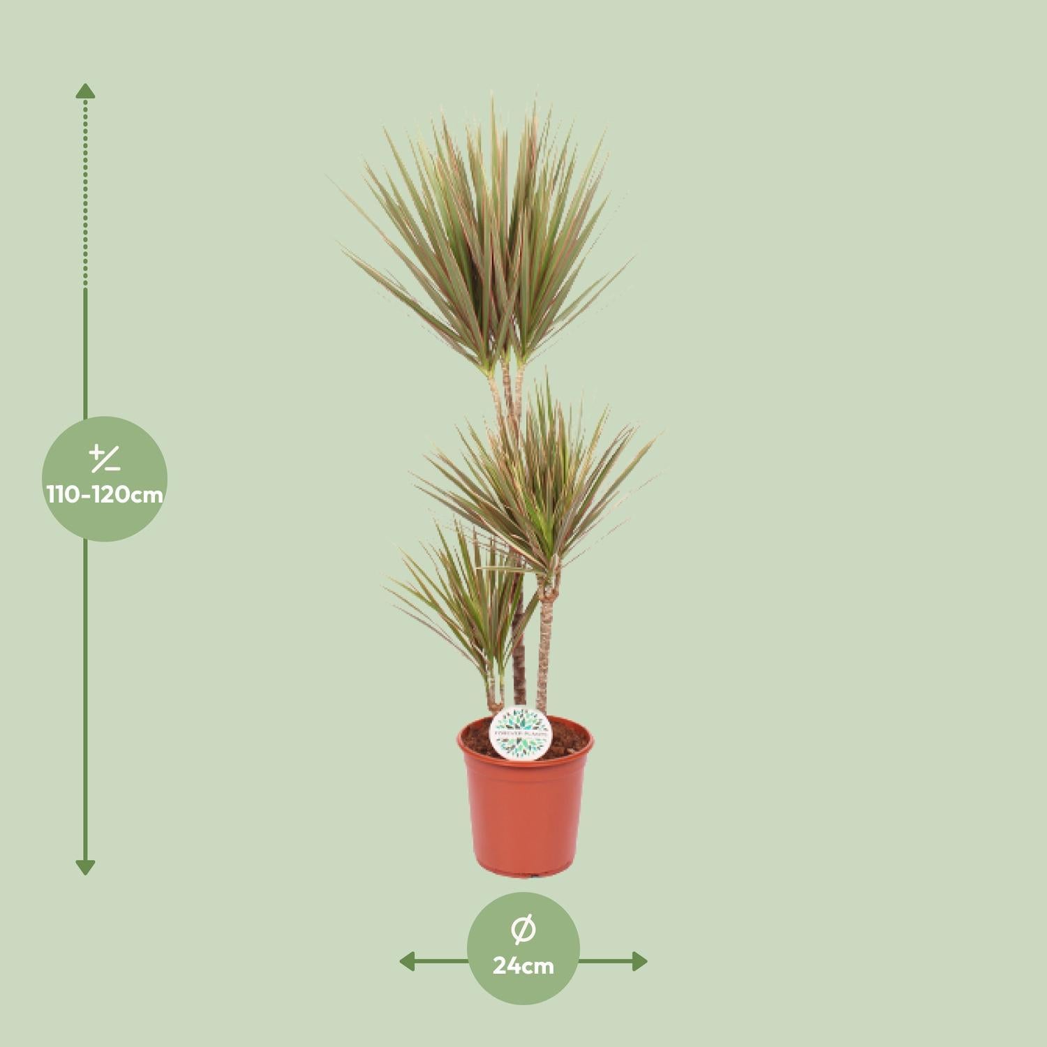 Dracaena Tweekleurig - Ø24cm - ↕115cm