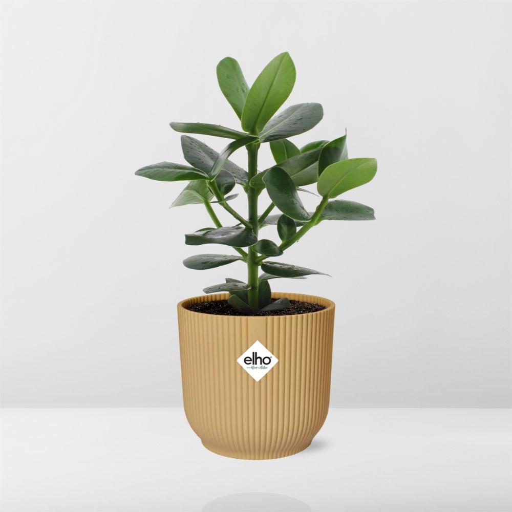 Clusia Princess im ELHO Vibes Fold 14cm gelb