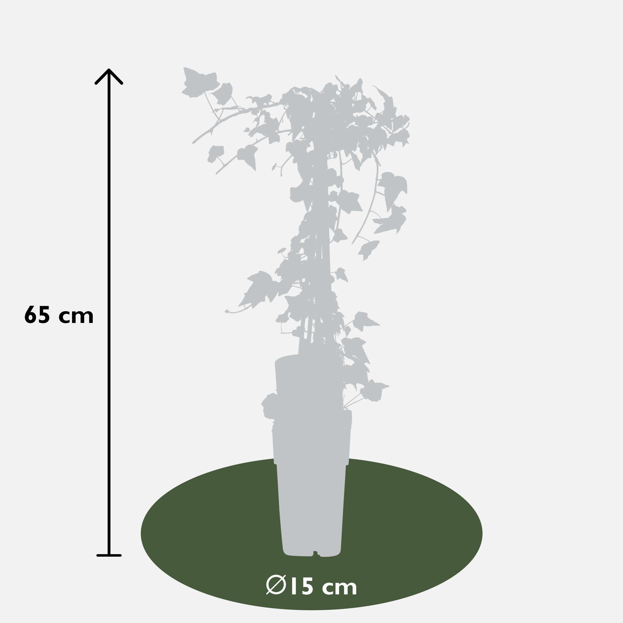 4x - Hedera helix 'Goldheart' - ?65cm - Ø15