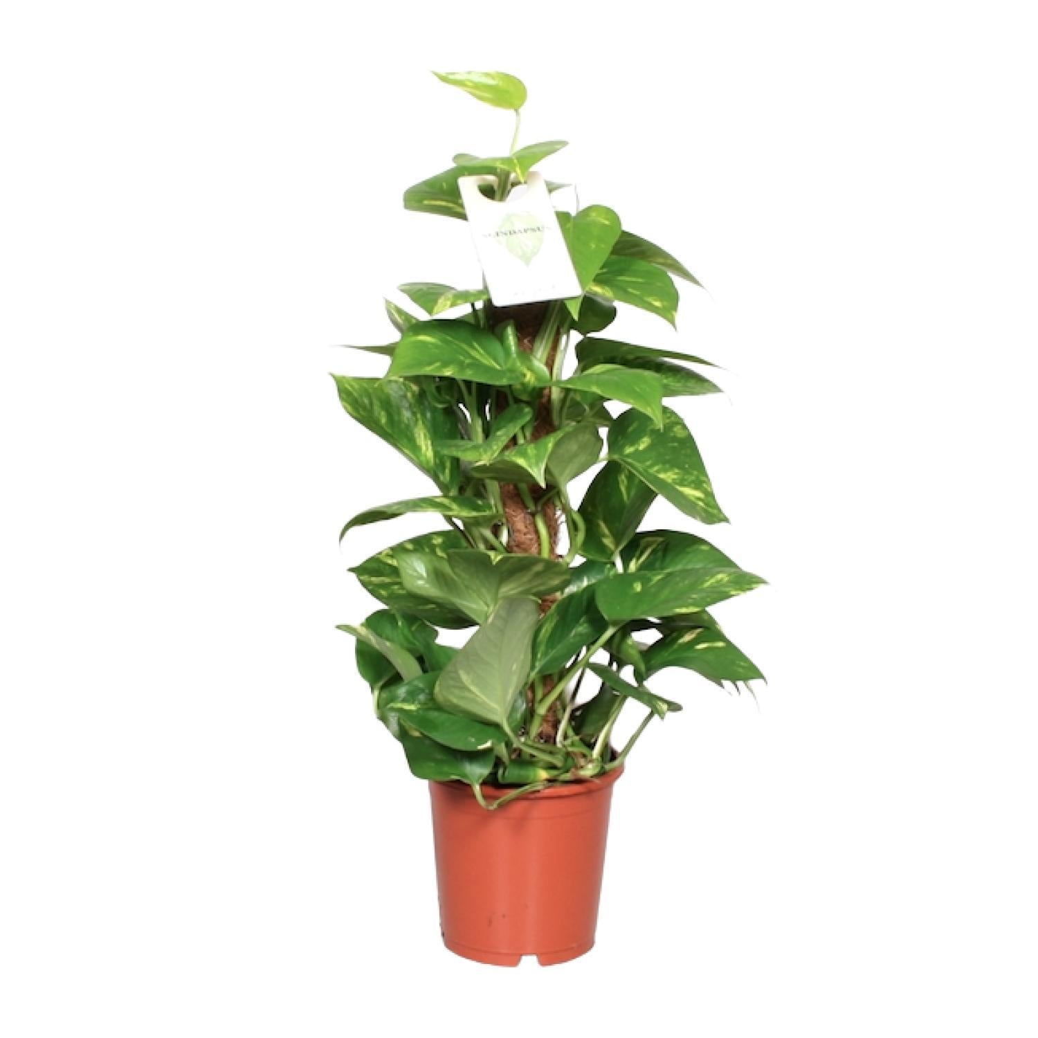 Epipremnum Pinnatum - Ø15 -?60cm
