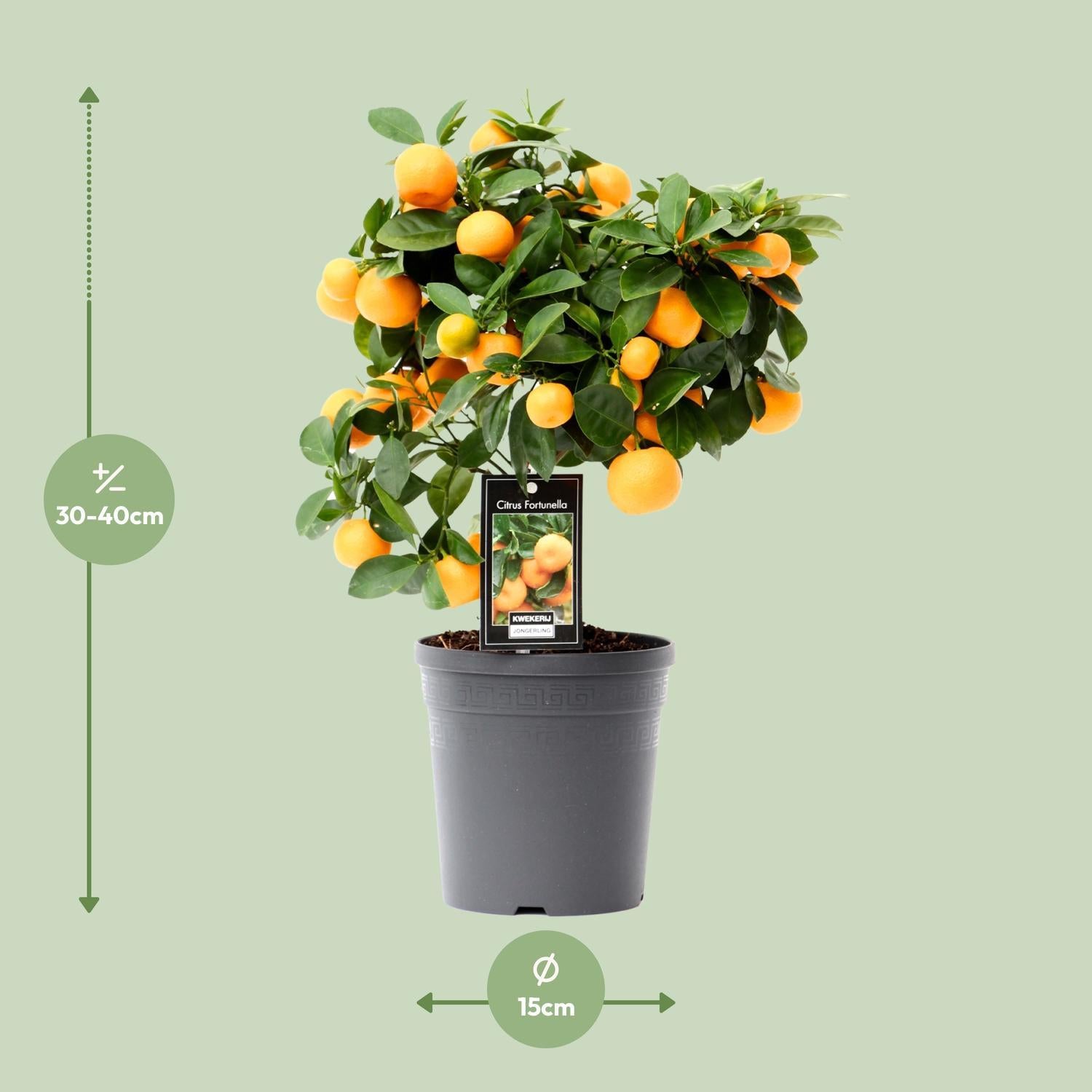 Zitrus-Calamondin - Ø15cm - ↕40cm