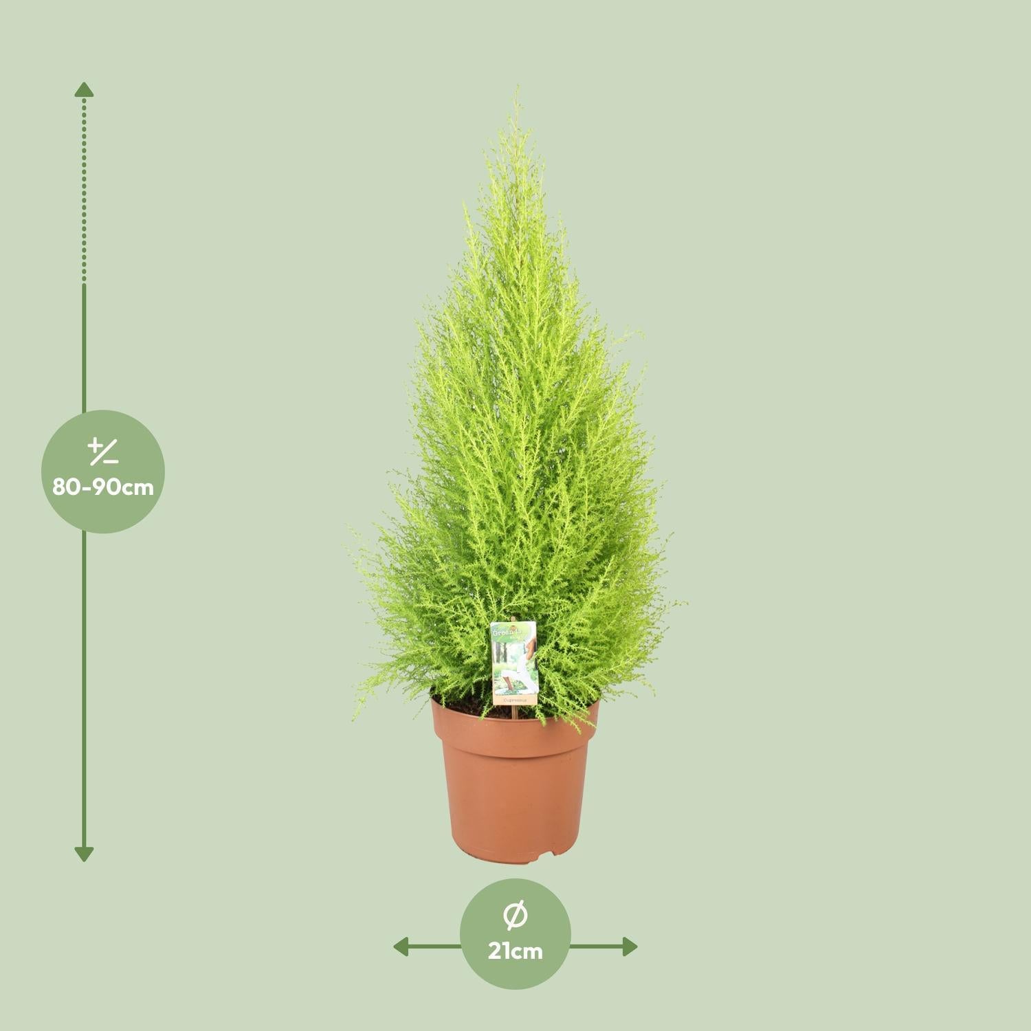 Cupressus Goudhaantje Wilma - Ø21cm - ↕90cm