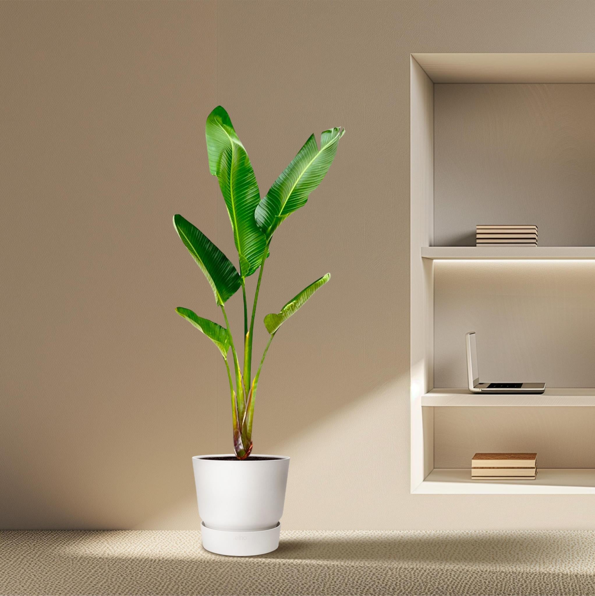 Strelitzia Augusta - 210cm - ?30