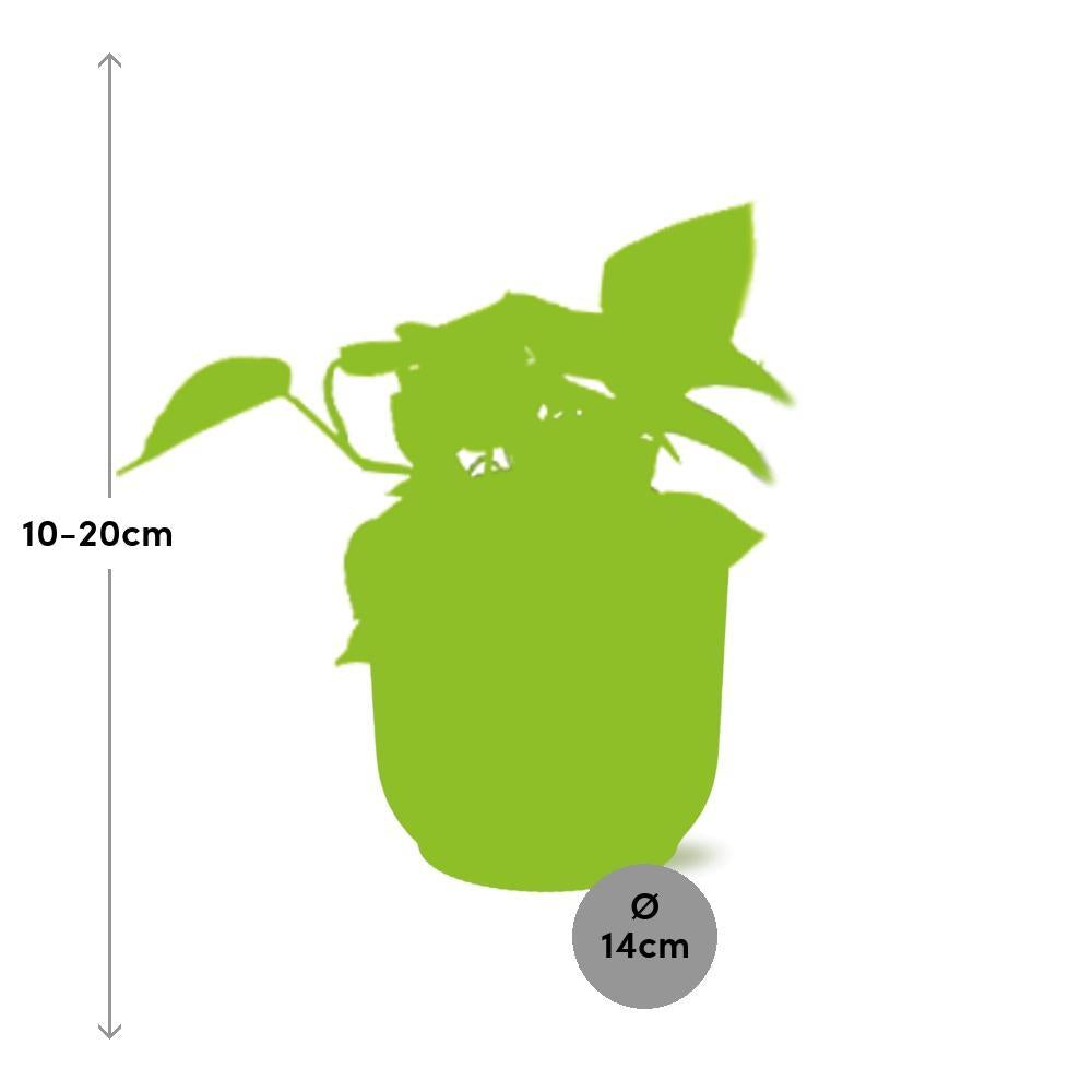 Epipremnum Pinnatum 'Golden Pothos' in ELHO Vibes Fold 14cm geel