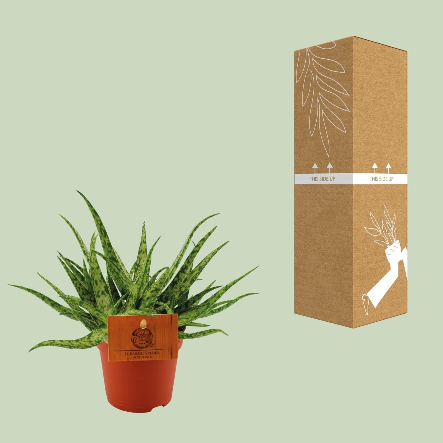 Aloë Spin - Ø10,5 ↕15