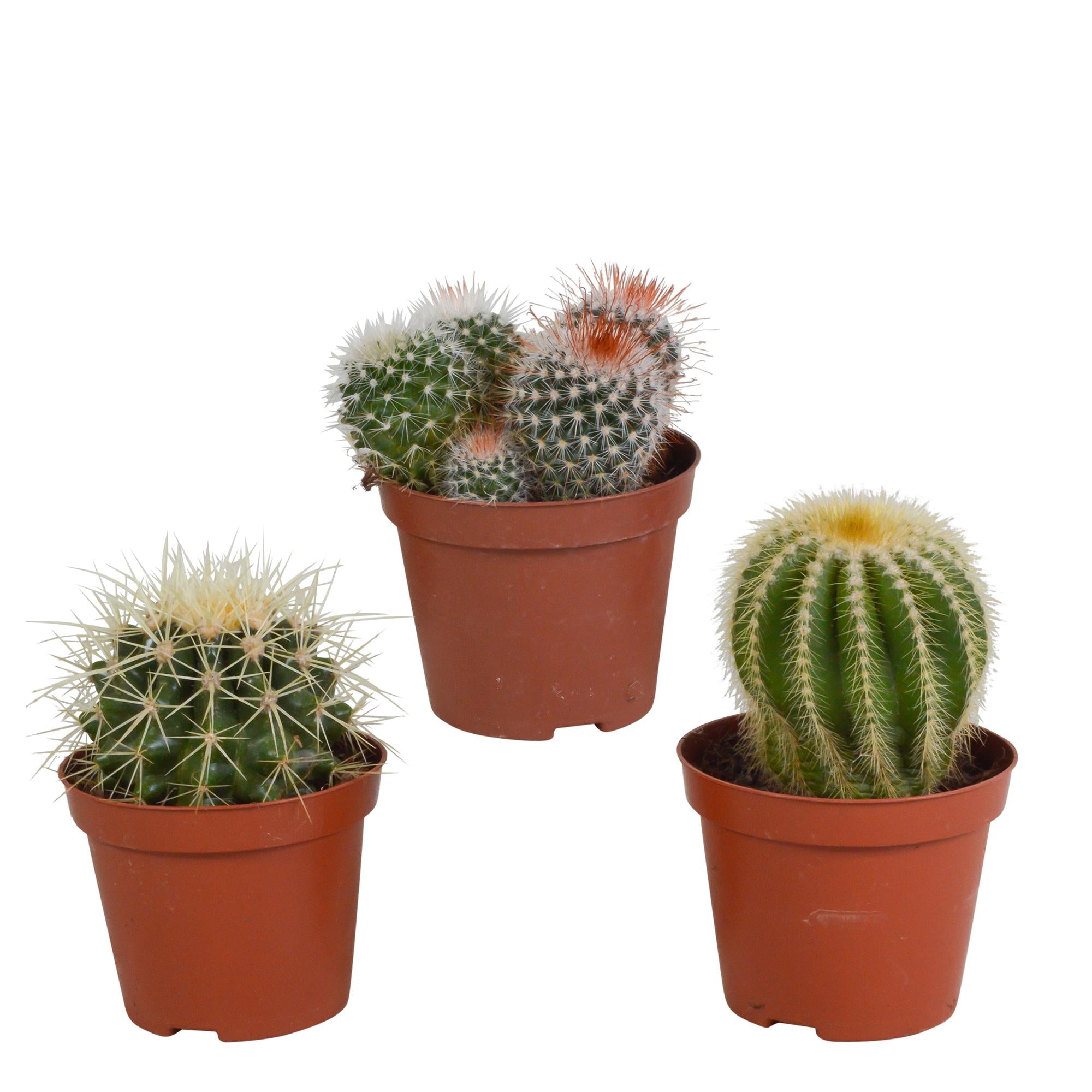 Bolcactusmix 8,5 cm | 3 stuks - zonder pot