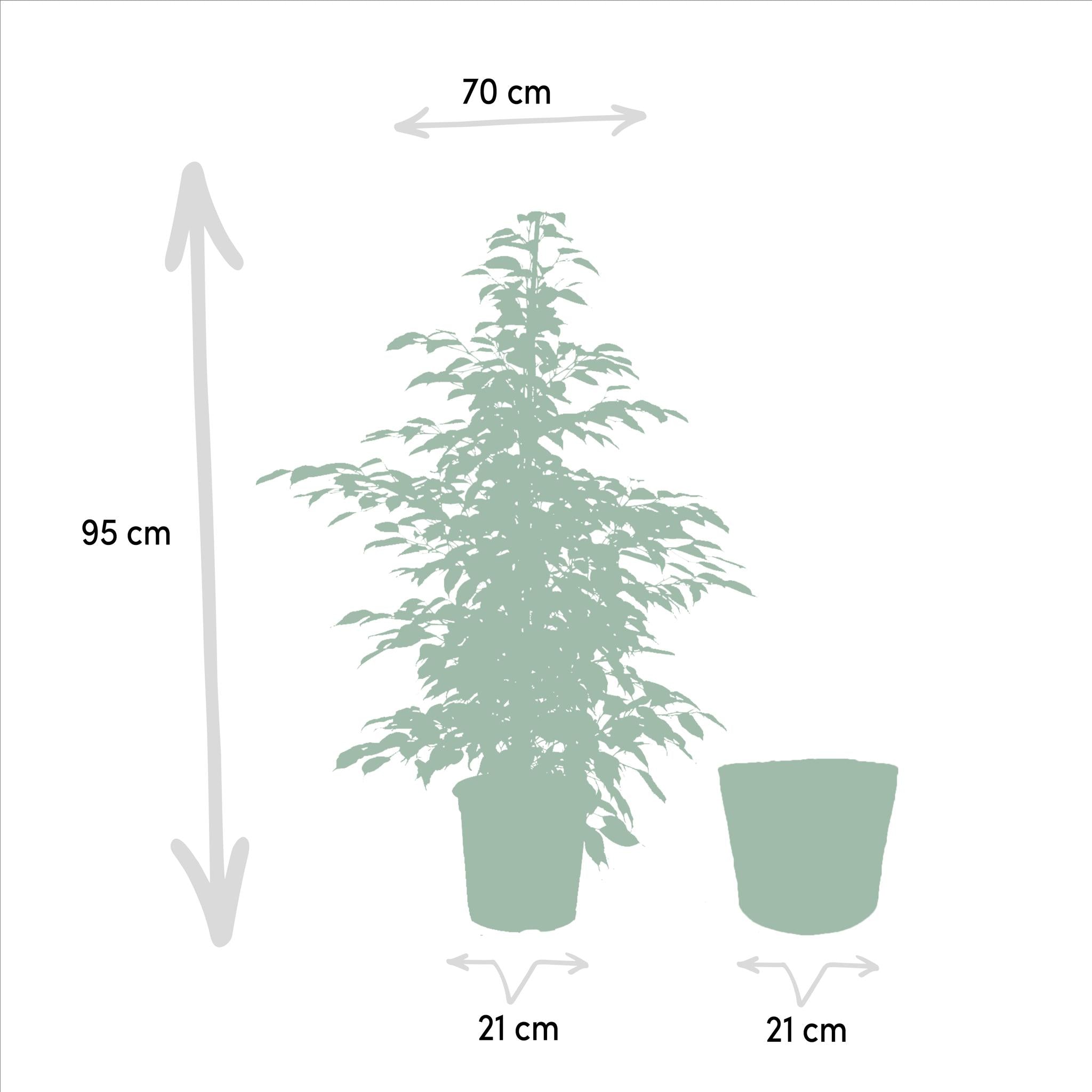 Ficus benjamina Twilight - Ø21cm - ↕95cm + Mand Selin