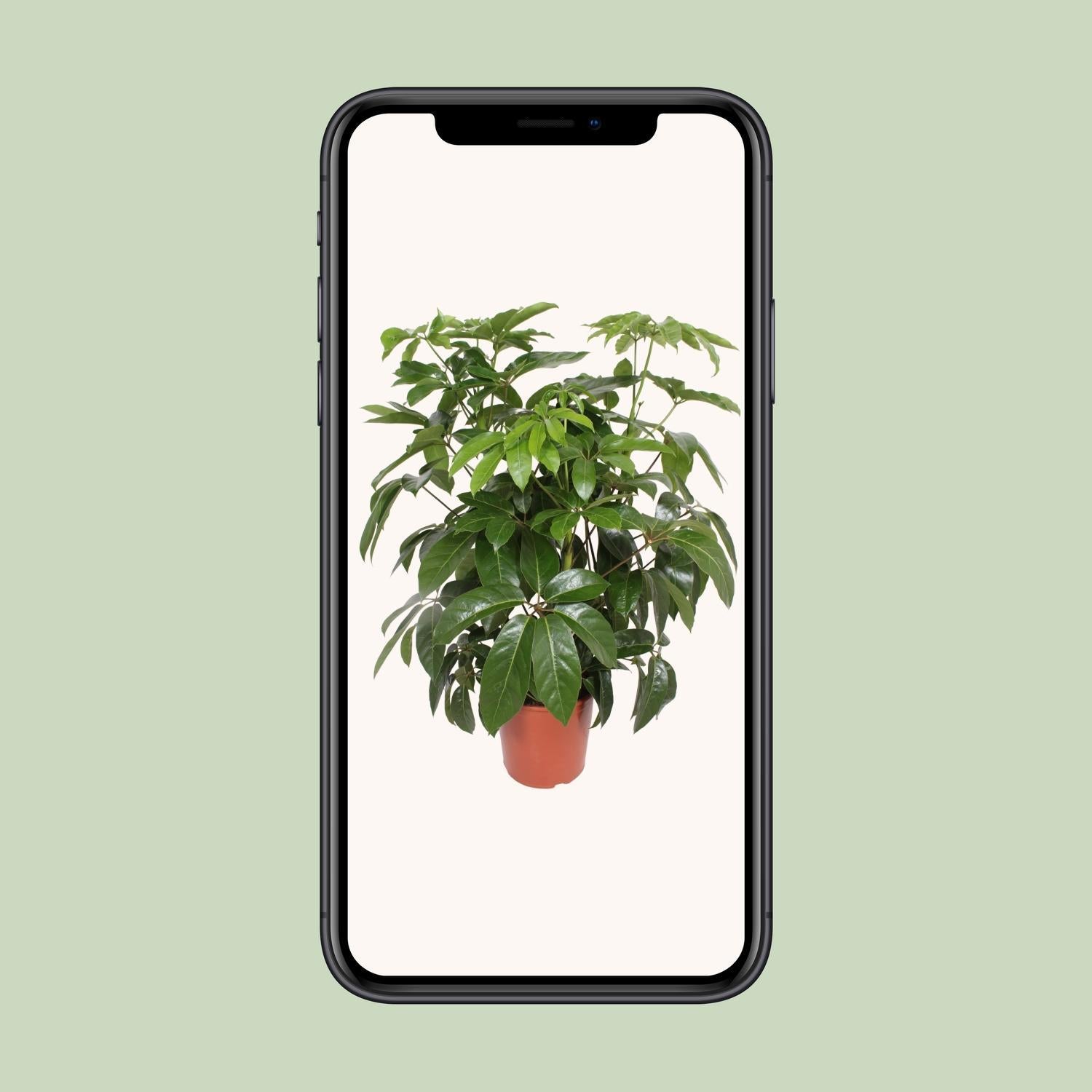 Schefflera Actinophylla Amate - Ø30cm - ↕120cm