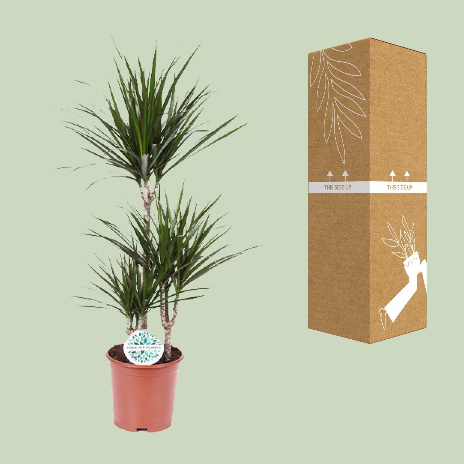 Dracaena Marginata - Ø21 - ?115cm