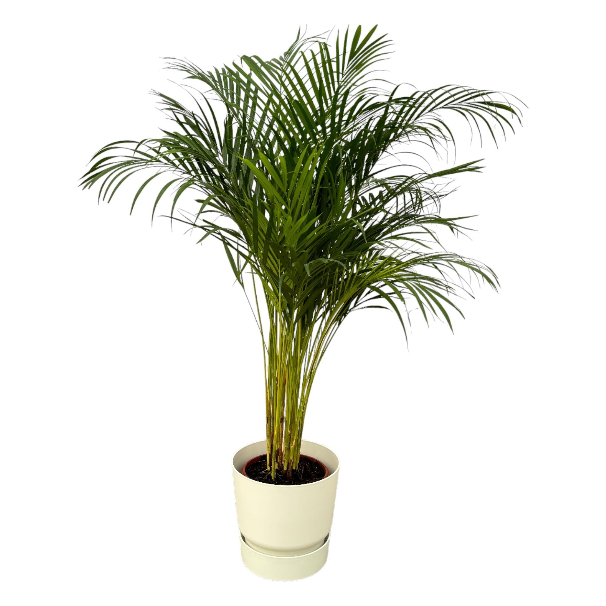 Areca palm - ?130cm - Ø24cm inclusief elho Greenville Rond wit D30xH28