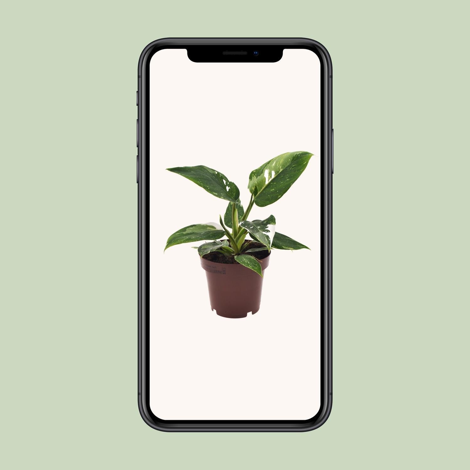 Philodendron Witte Prinses - Ø12cm - ↕25cm