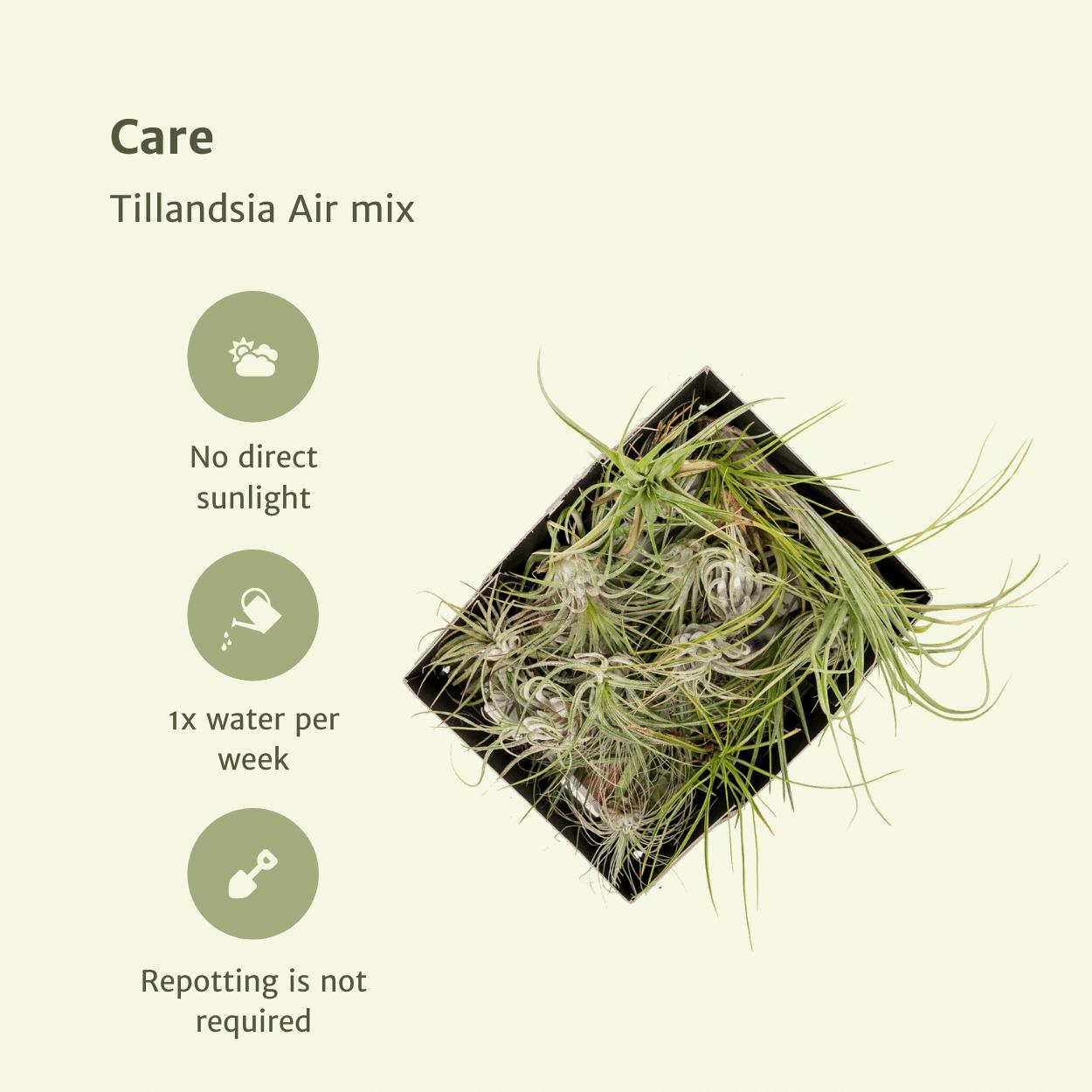 Tillandsia Airmix - 20 stuks - 6 cm - ø6