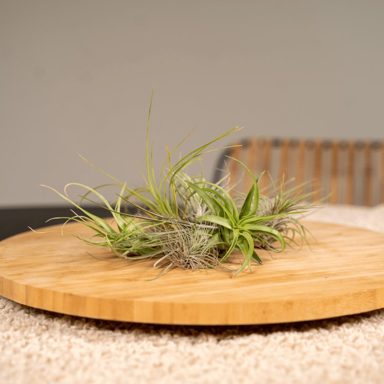 Tillandsia Airmix - 10 stuks - 6 cm - ø6