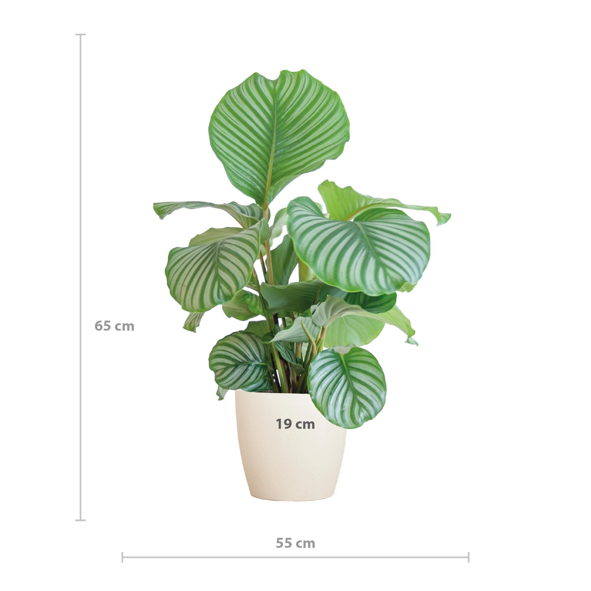 Calathea Orbifolia met Viber wit - 65cm - Ø21