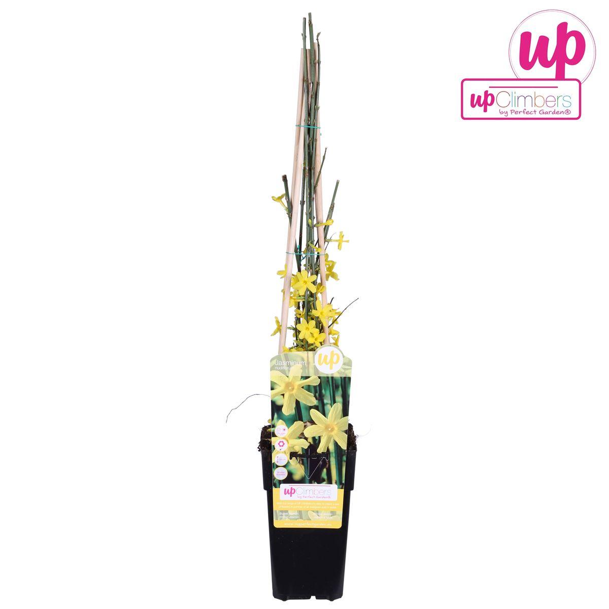 Jasminum nudiflorum – ?65cm – Ø15