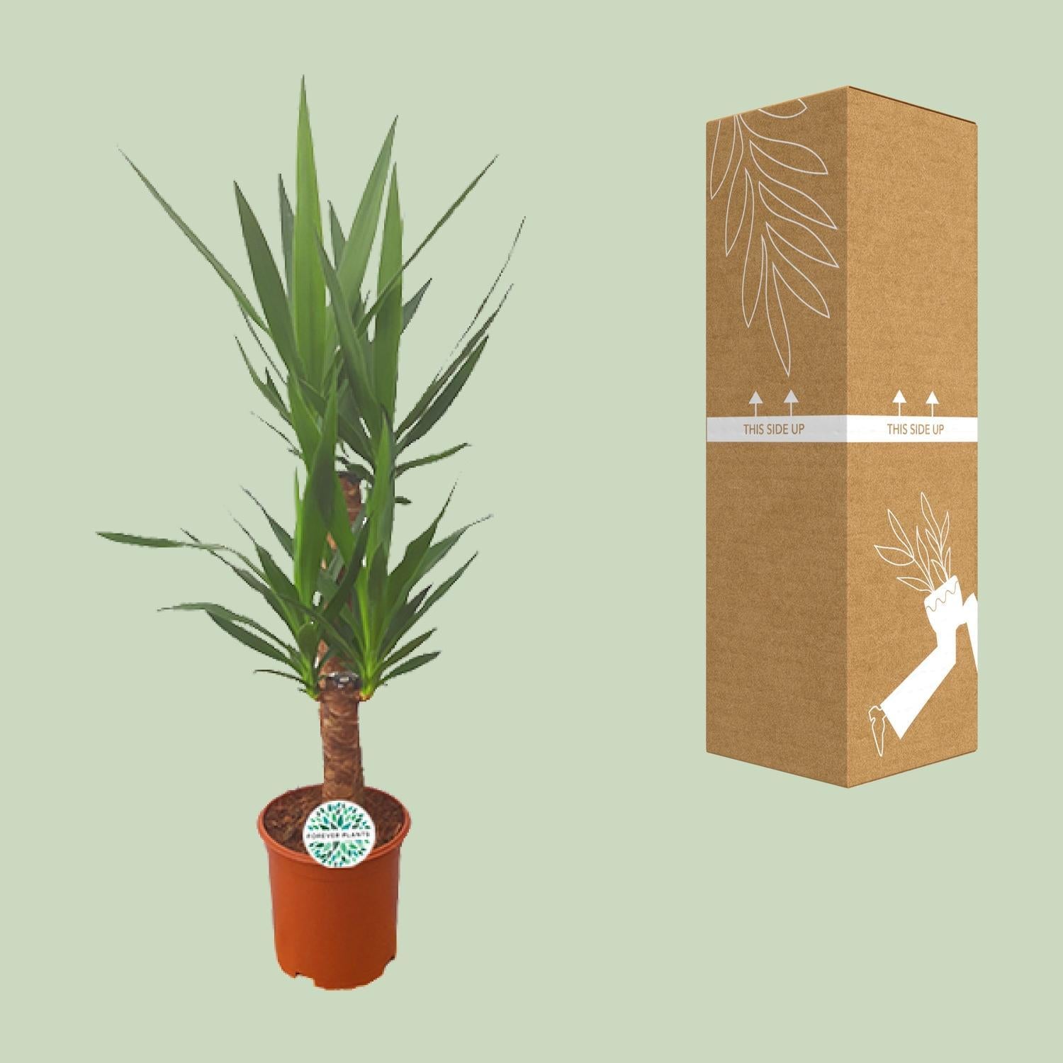 Yucca-Ø21cm - ↕90cm