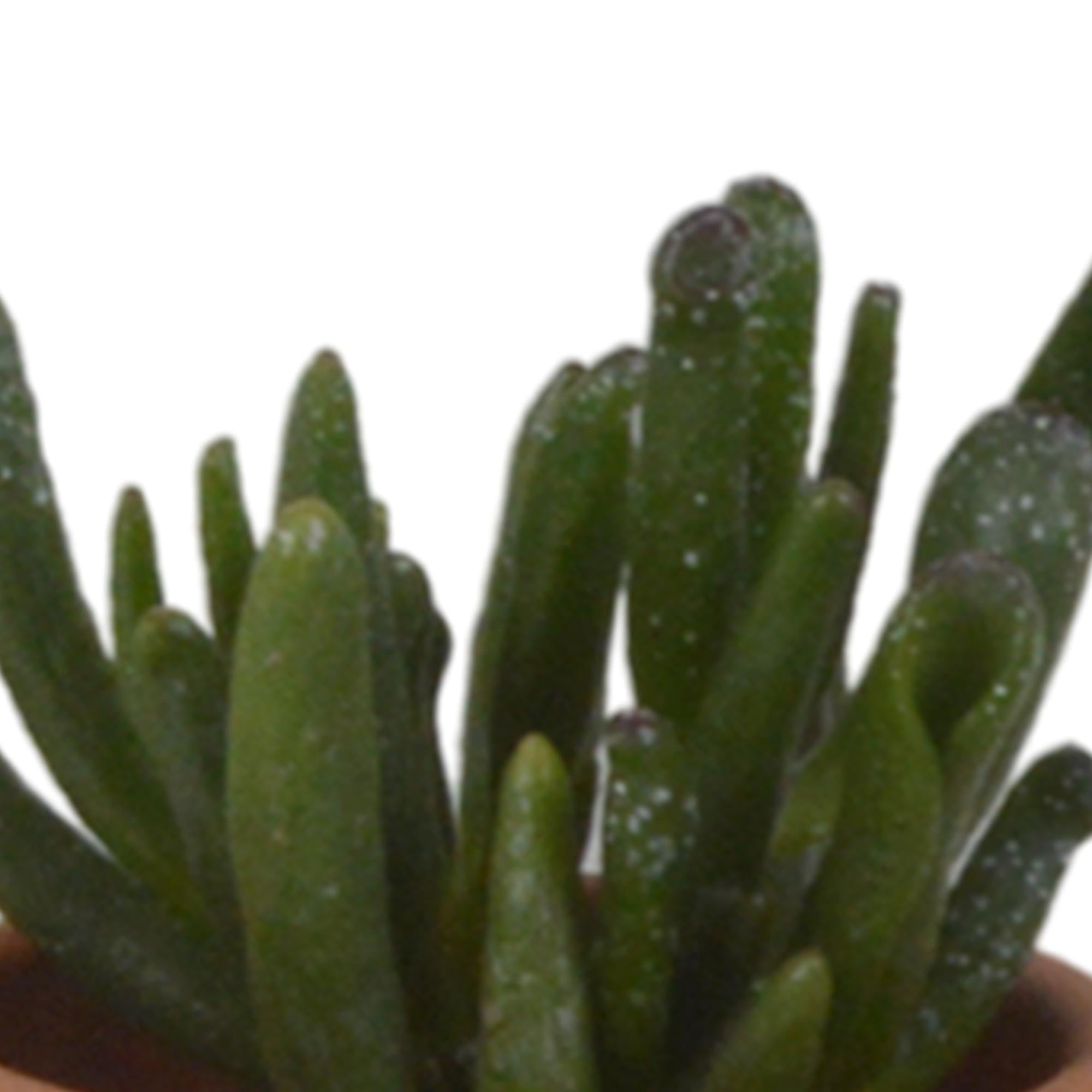 Vetplanten mix 5.5 cm - 5x - in terracotta pot