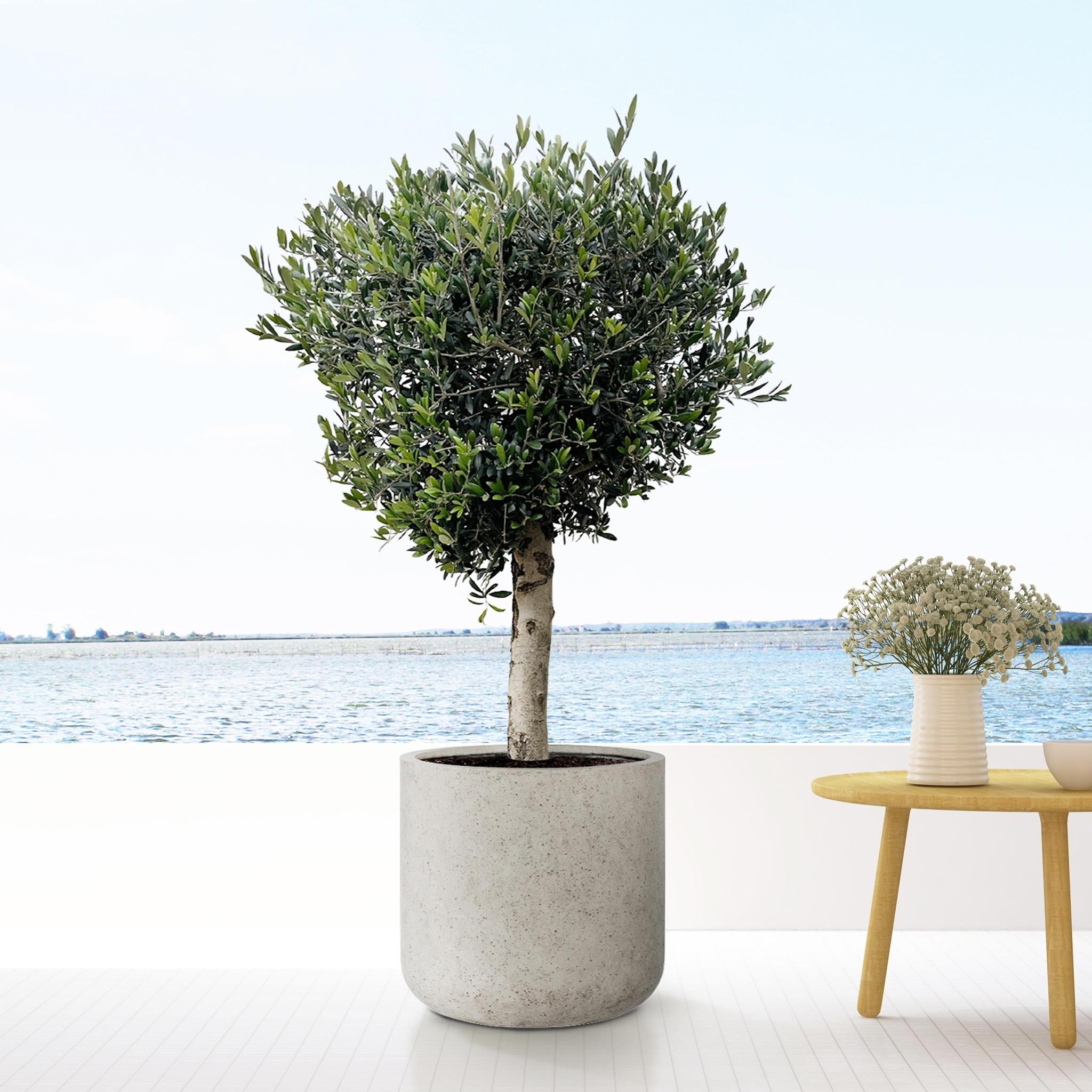 Jumbo Charlie Beige Gewassen - XS - D62 x H60