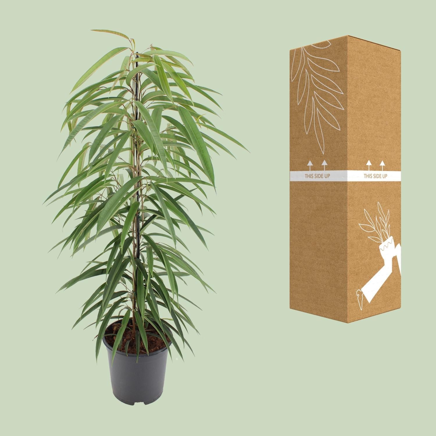 Ficus Binnendijkii Alii - 80cm - 21Ø