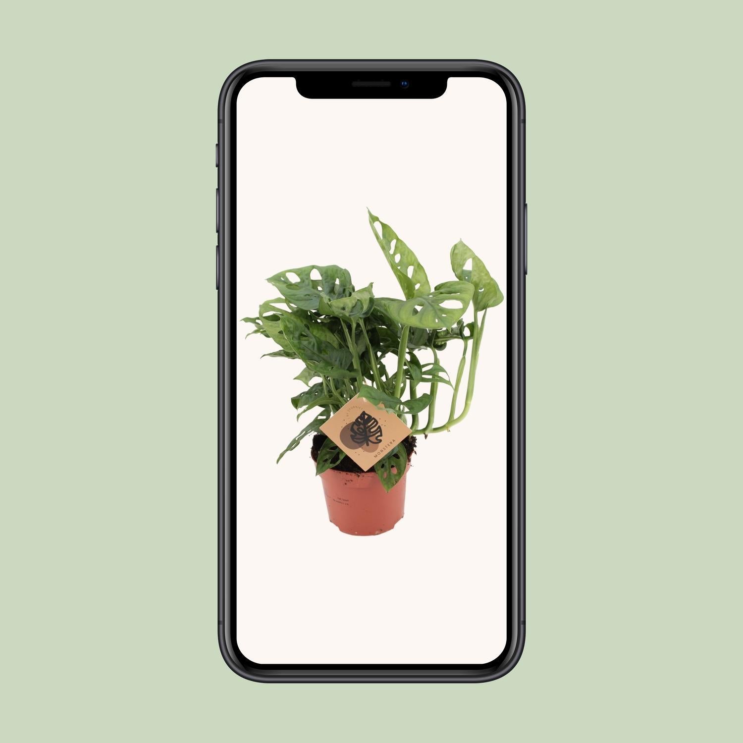 Monstera Aap - Ø12cm - ↕30cm