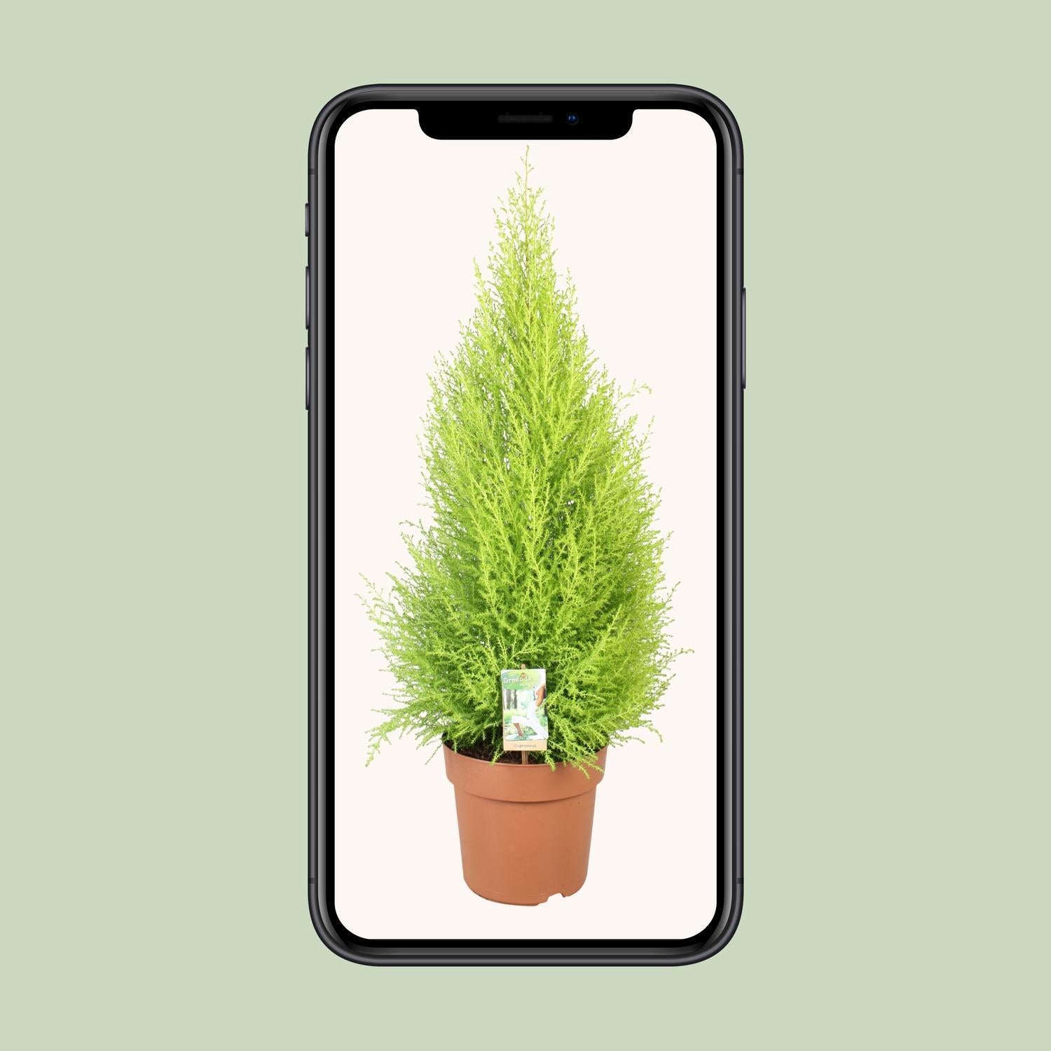 Cupressus Goudhaantje Wilma - Ø21cm - ↕90cm