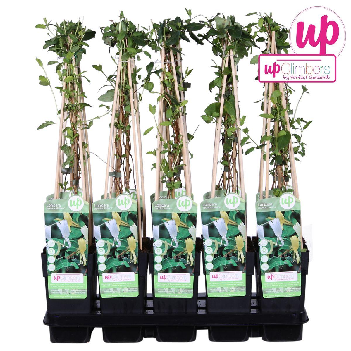 Lonicera japonica 'Halliana' - ?65cm - Ø15