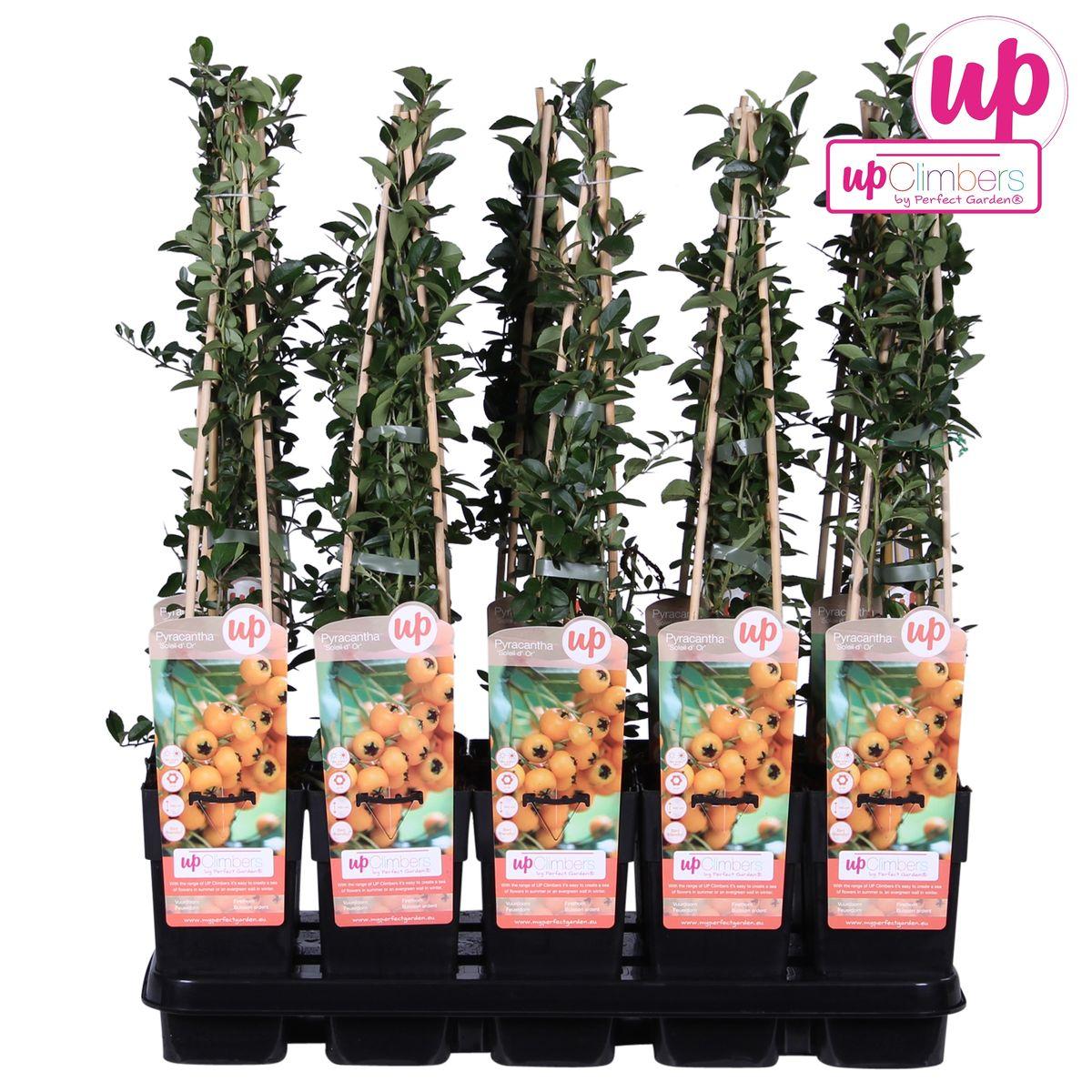 Vuurdoorn 'Soleil d'Or' - ?65cm - Ø15