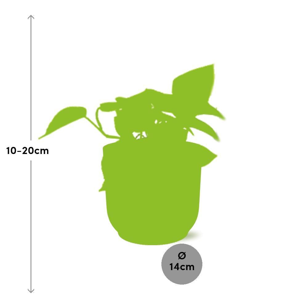 Epipremnum Pinnatum 'Golden Pothos' in ELHO Vibes Fold 14cm roze