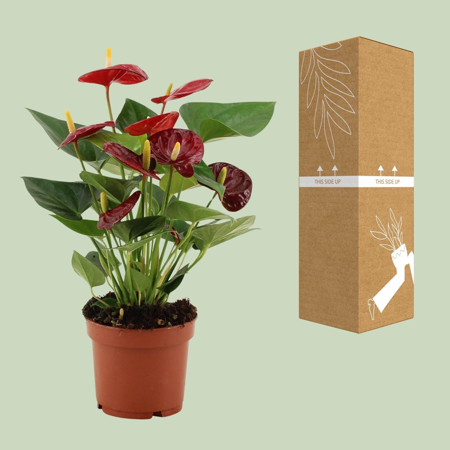 Anthurium Calon In Transparante Hoes - Ø12cm - ↕36cm