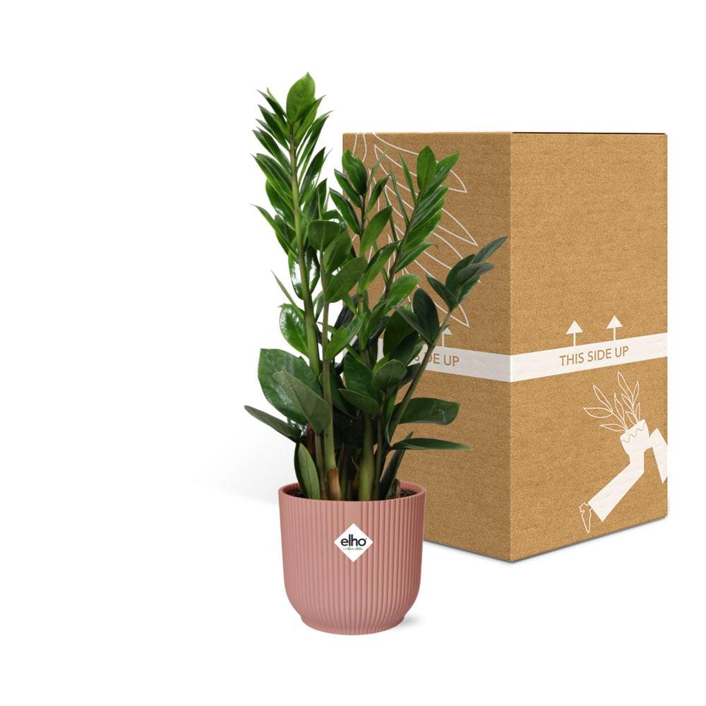 Zamioculcas – Hoogte 45-50 in ELHO Vibes Fold 14cm rosa