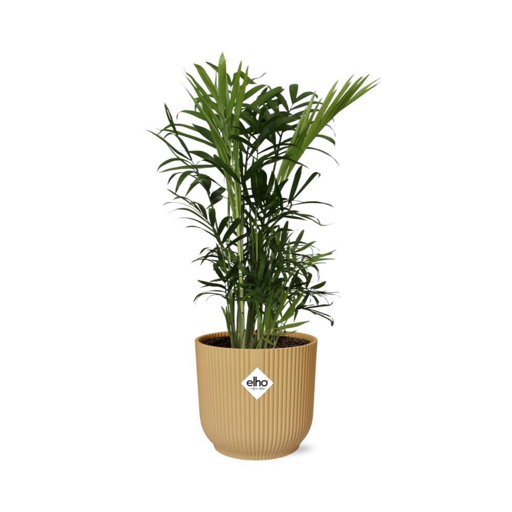 Chamaedorea Elegans in ELHO Vibes Fold 14cm gelb