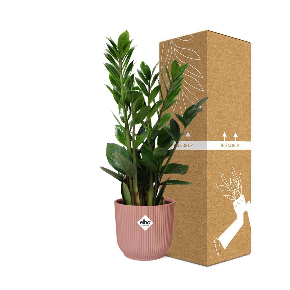 Zamioculcas – Hoogte 45-50 in ELHO Vibes Fold 14cm rosa