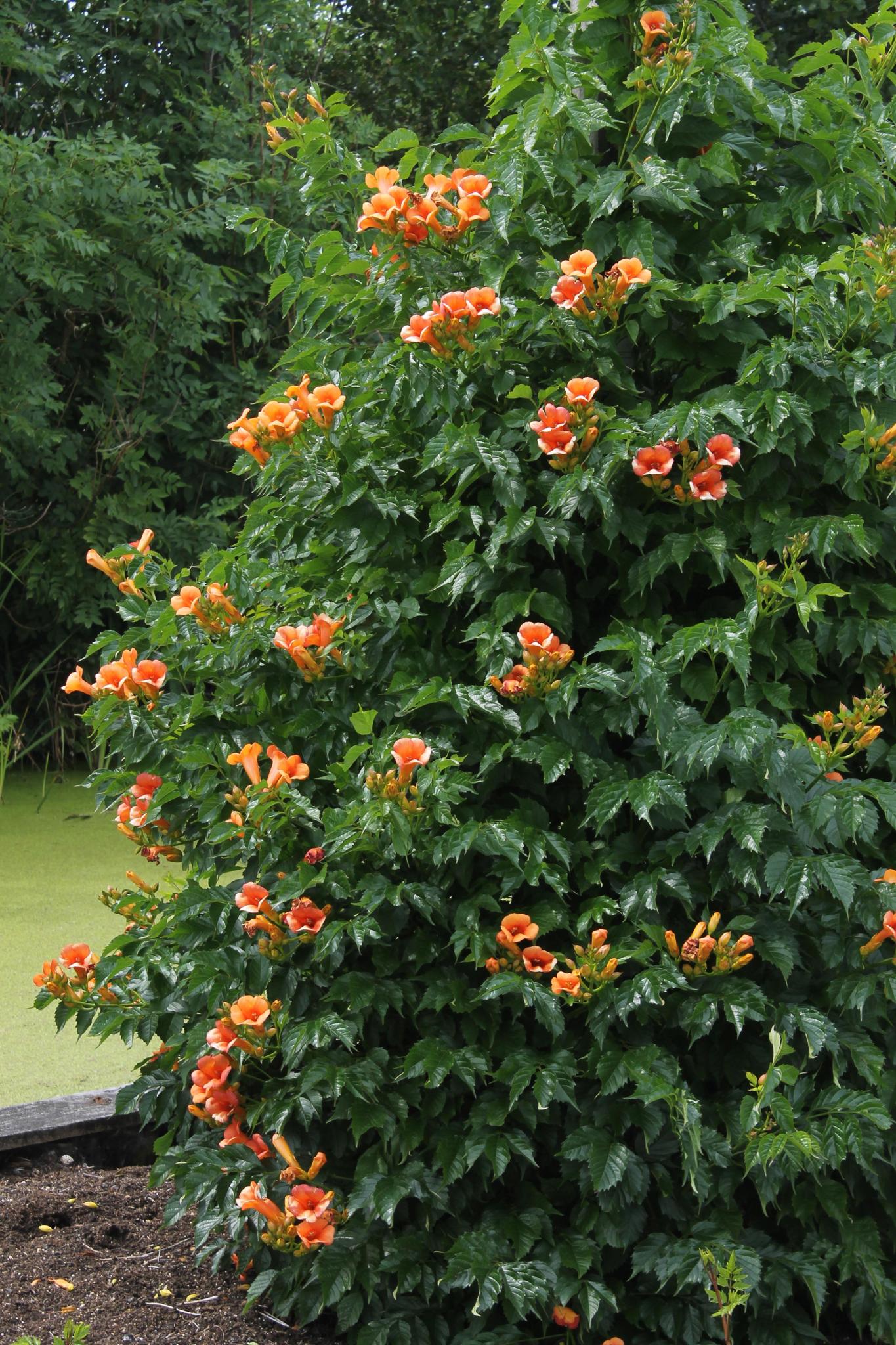 2x - Campsis 'Indian Summer' - ?65cm - Ø15