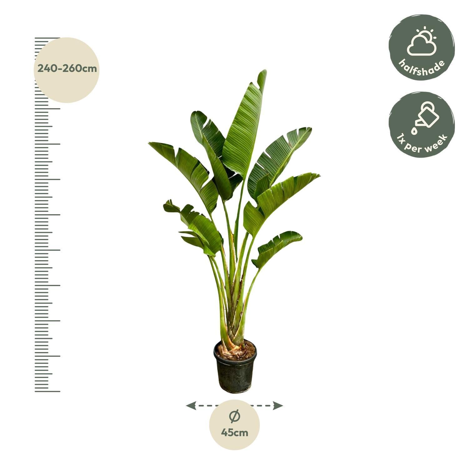 Strelitzia Augusta - 250cm - ?45