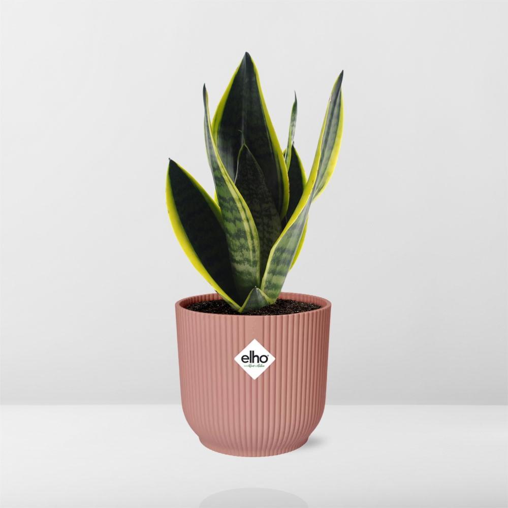 Sansevieria Futura Superba in ELHO Vibes Fold 14cm rosa