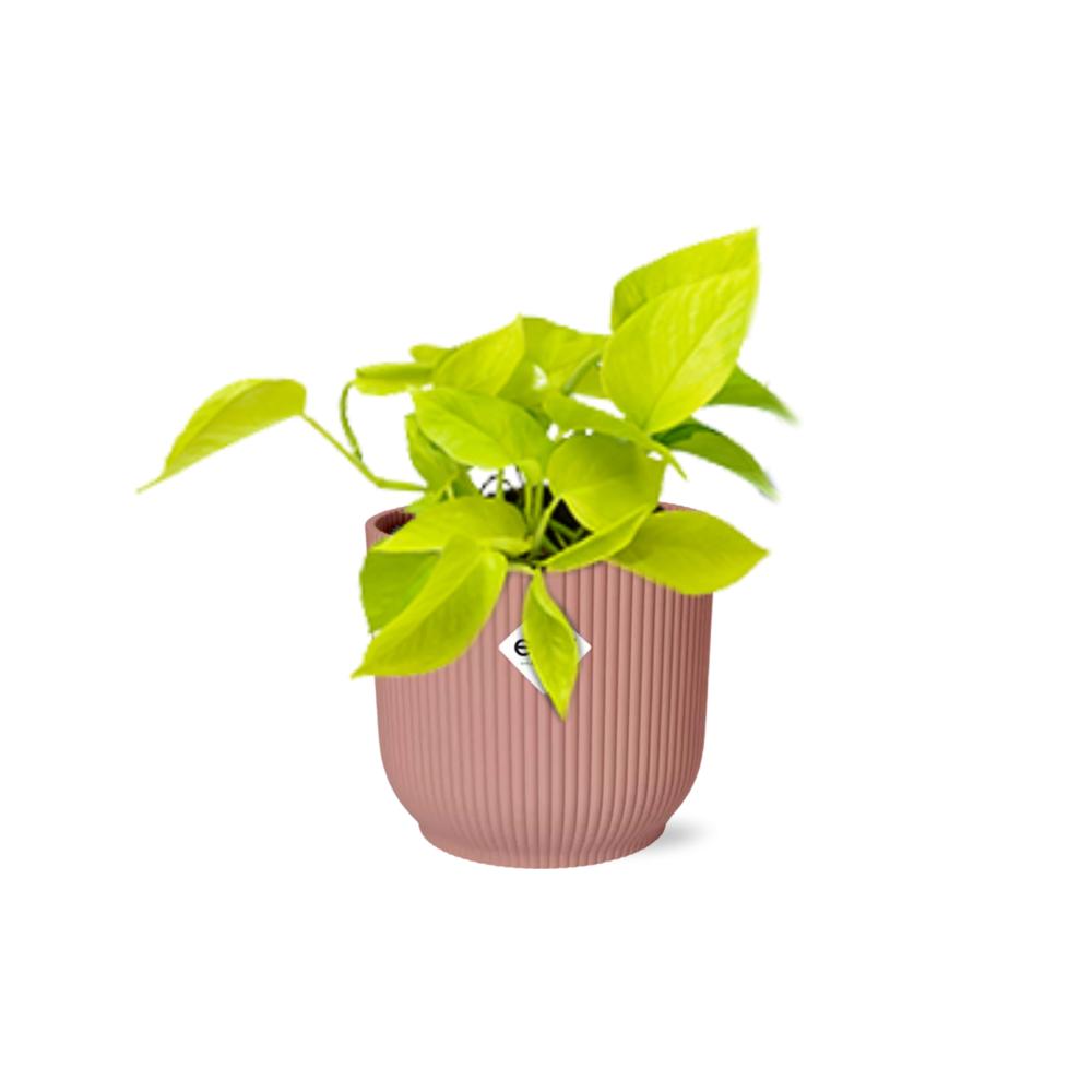 Epipremnum Pinnatum 'Golden Pothos' in ELHO Vibes Fold 14cm roze