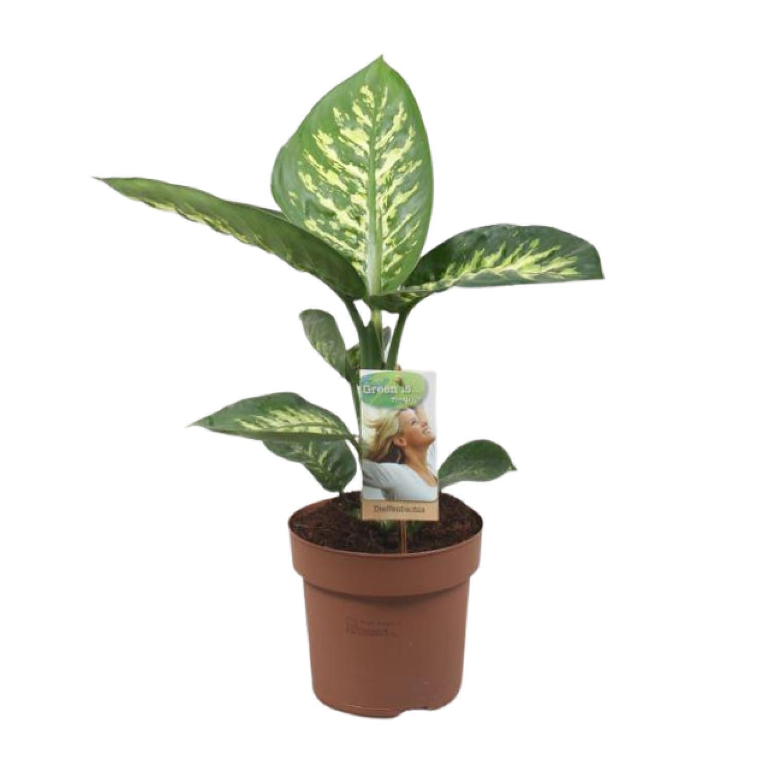 Dieffenbachia Tropic Sneeuw - Ø17cm - ↕60cm