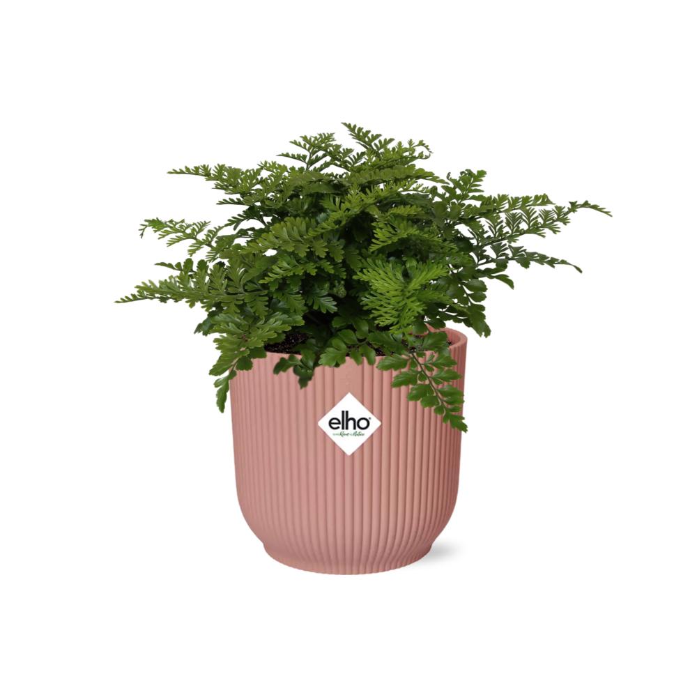 Asplenium Parvati in ELHO Vibes Fold 14cm rosa
