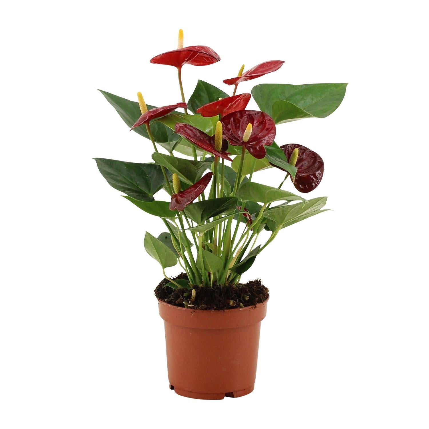 Anthurium Calon In Transparante Hoes - Ø12cm - ↕36cm