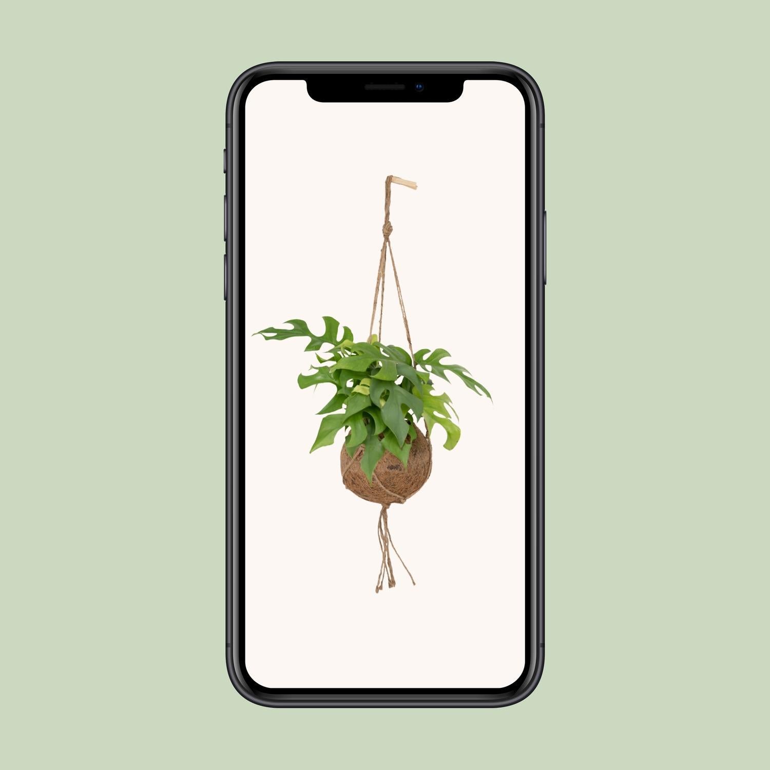 Kokodama Monstera Minima Hang – Gatterpflanze – 25 cm – Ø15
