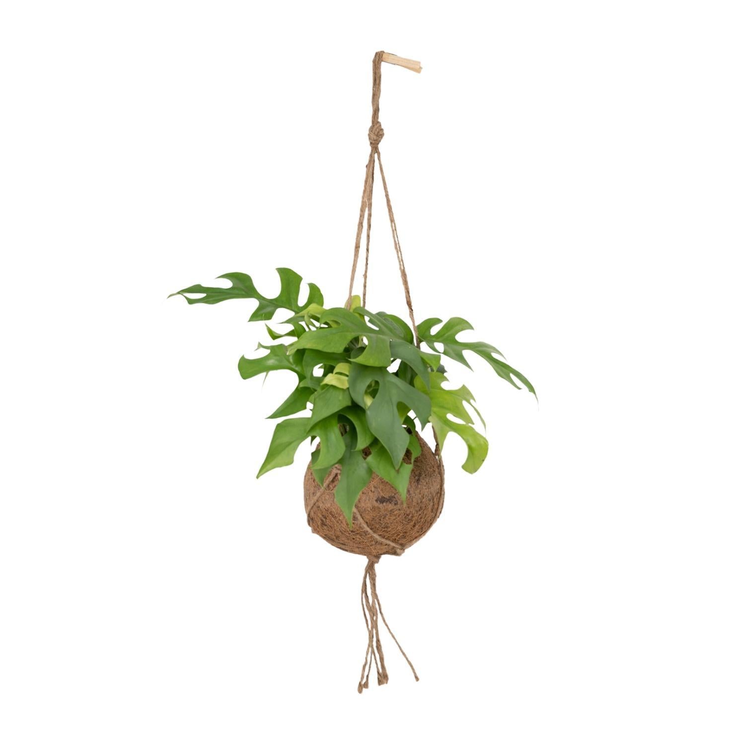 Kokodama Monstera Minima Hang – Gatterpflanze – 25 cm – Ø15