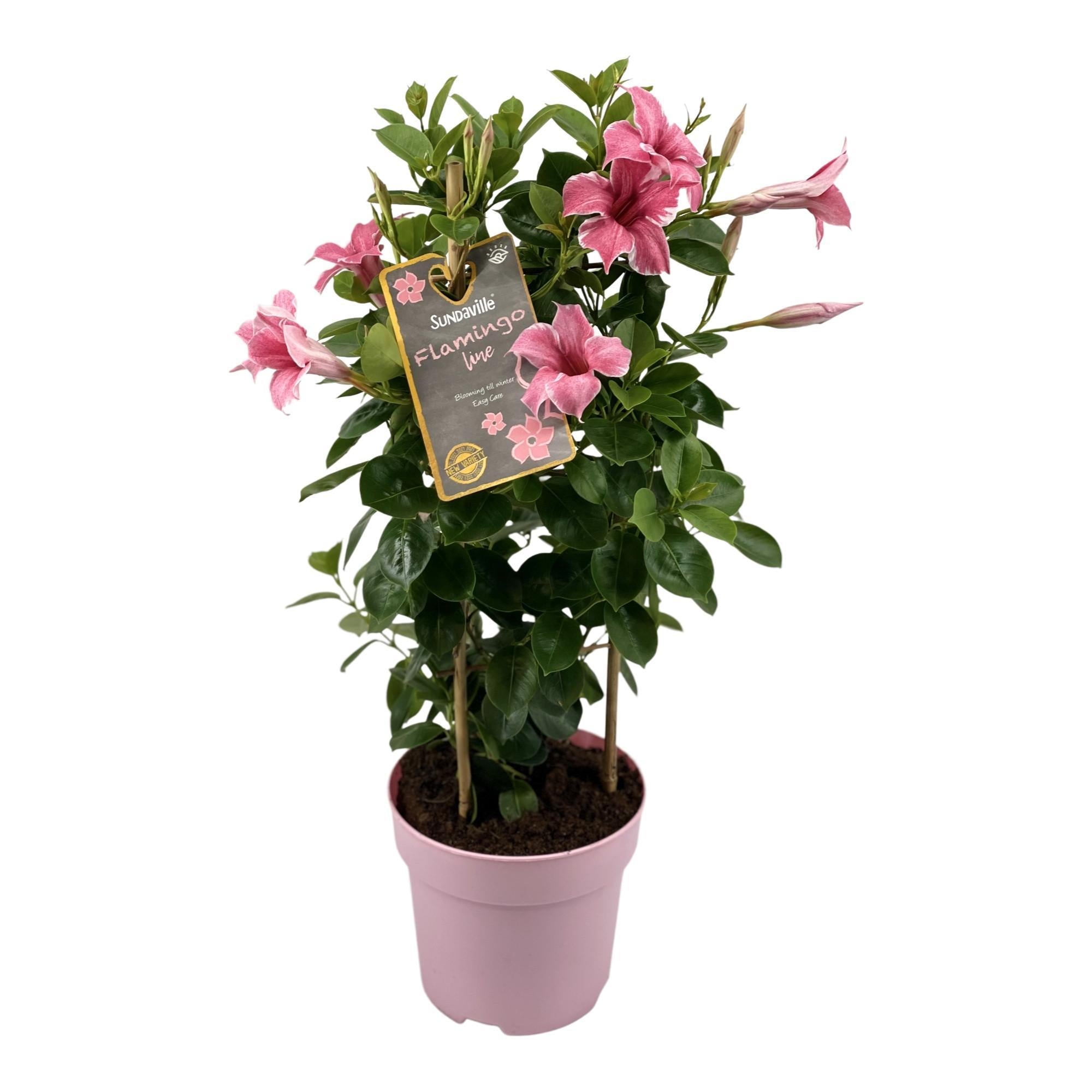 Mandevilla Sundaville Flamingo Roze In Toren (Dipladenia) - Ø17cm - ↕55cm